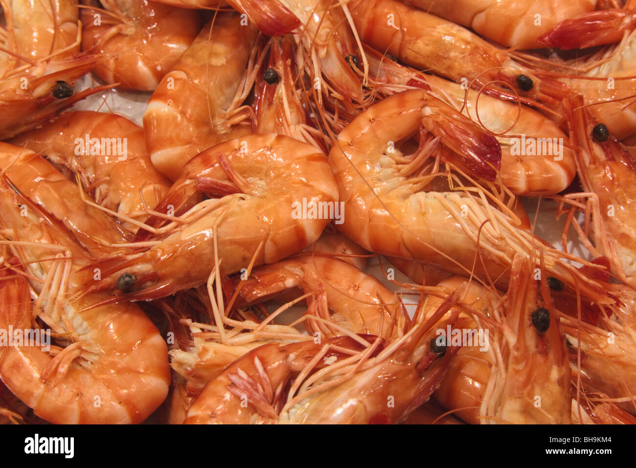 Prawns for sale on fish shop counter Stock Photo
