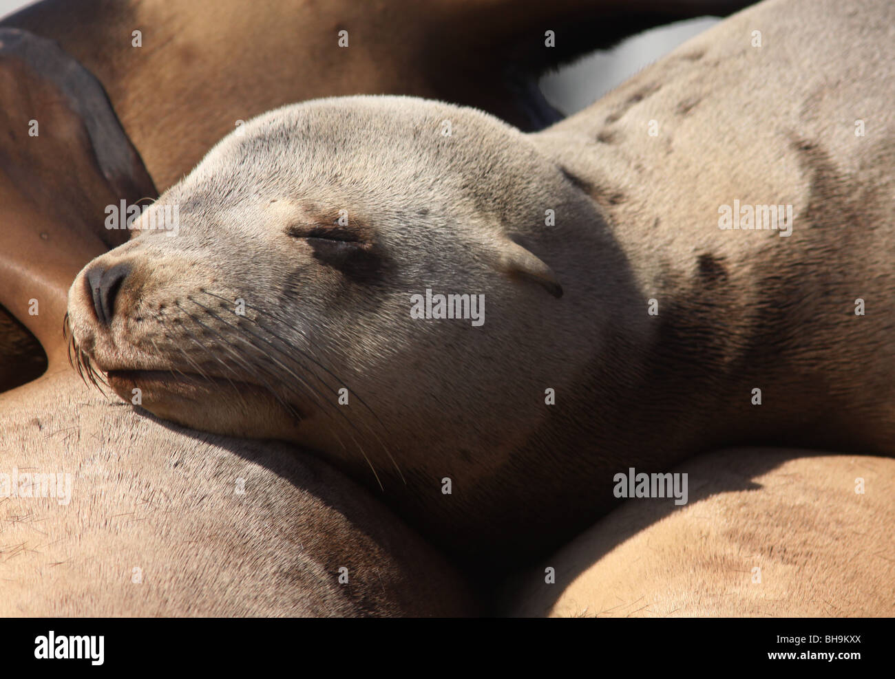 California sea lion close up face Stock Photo