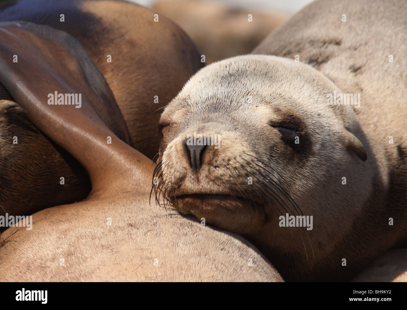 California sea lion close up face Stock Photo