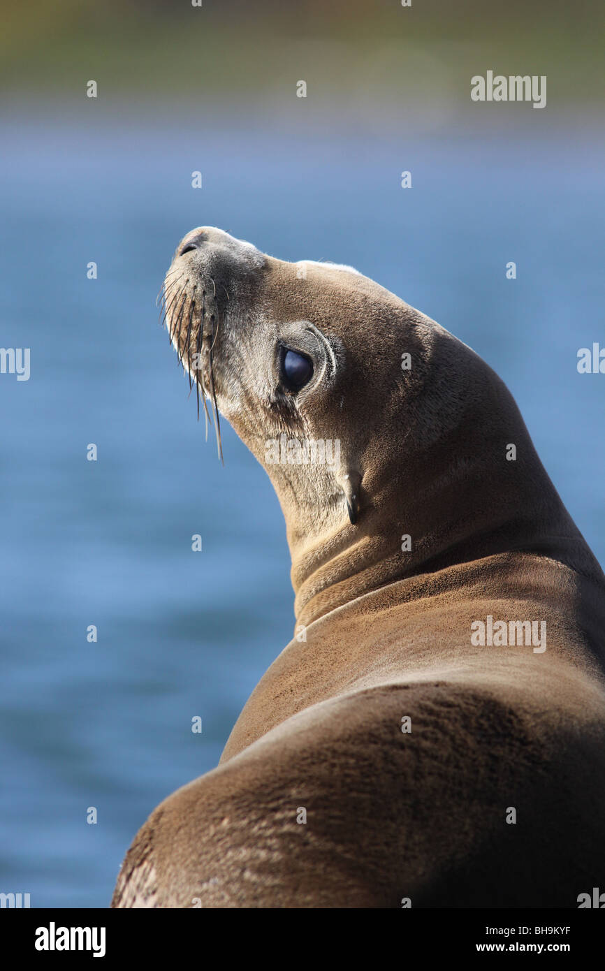 California sea lion close up face Stock Photo