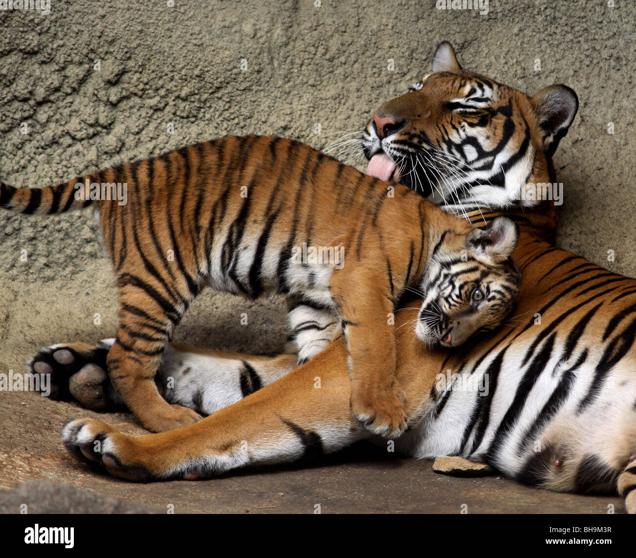 Malayan Tiger mother licking cub CIncinnati zoo Stock Photo