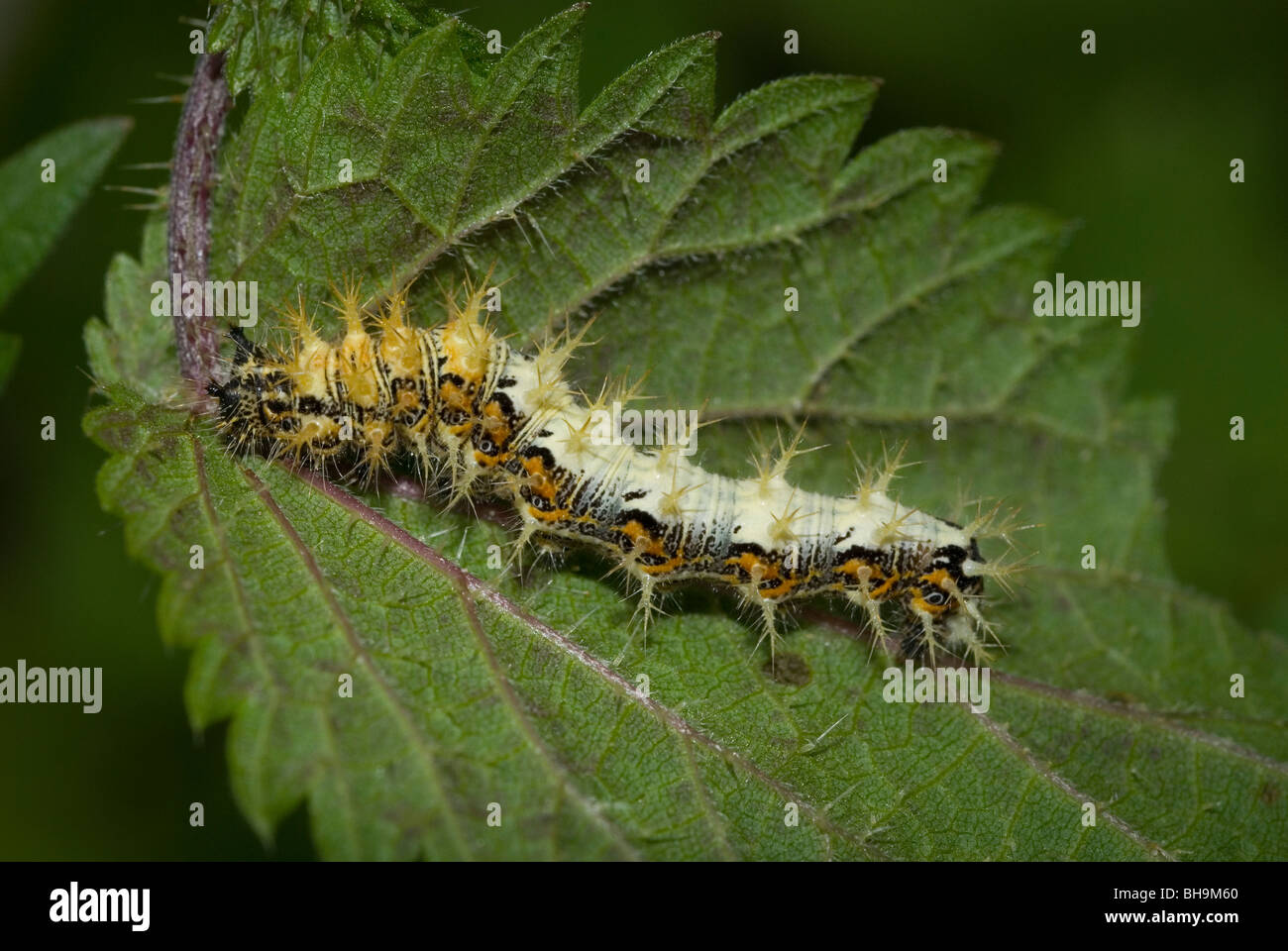 The Comma butterfly caterpillar (Polygonia c-album) Stock Photo