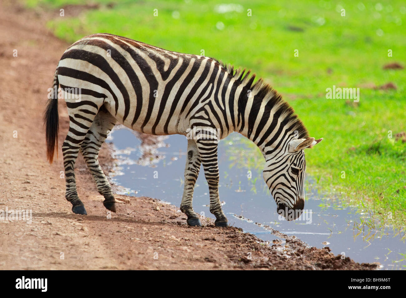 Zebra grazing savanna grassland hi-res stock photography and images - Alamy