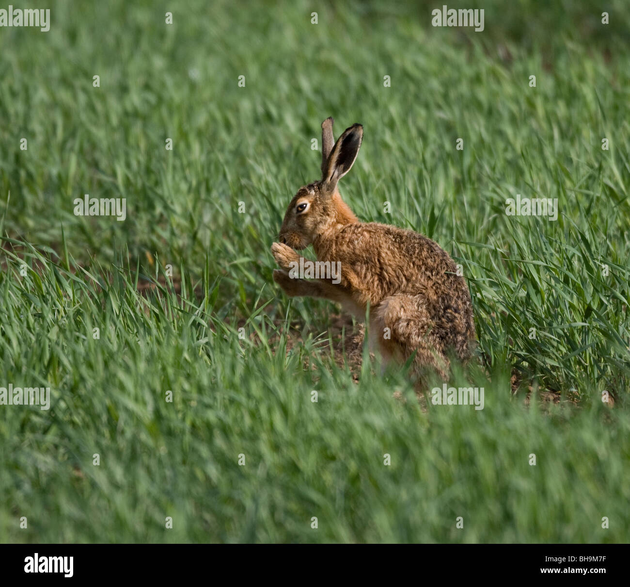 Hare long ears brown hi-res stock photography and images - Alamy