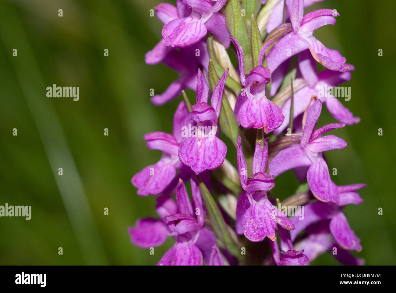 Robust Marsh Orchid (Dactylorhiza elata) Stock Photo