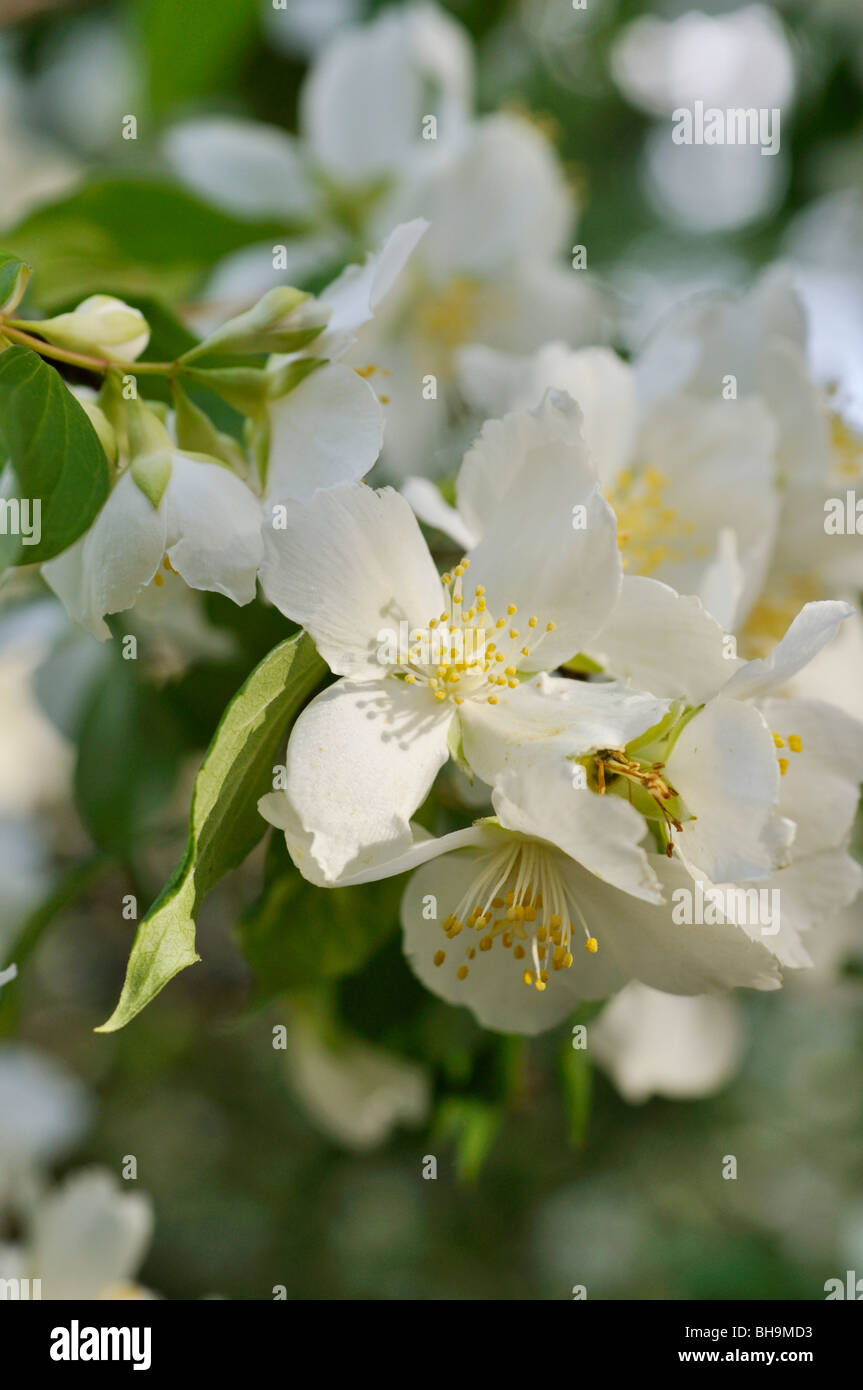 Mexican mock orange (Philadelphus mexicanus) Stock Photo