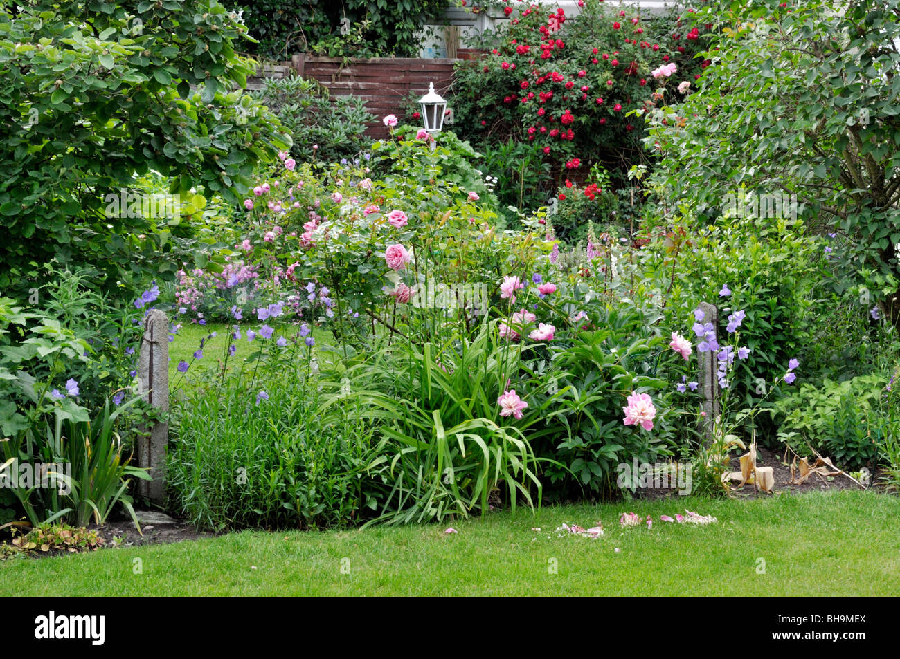 Perennial border with roses and peonies Stock Photo