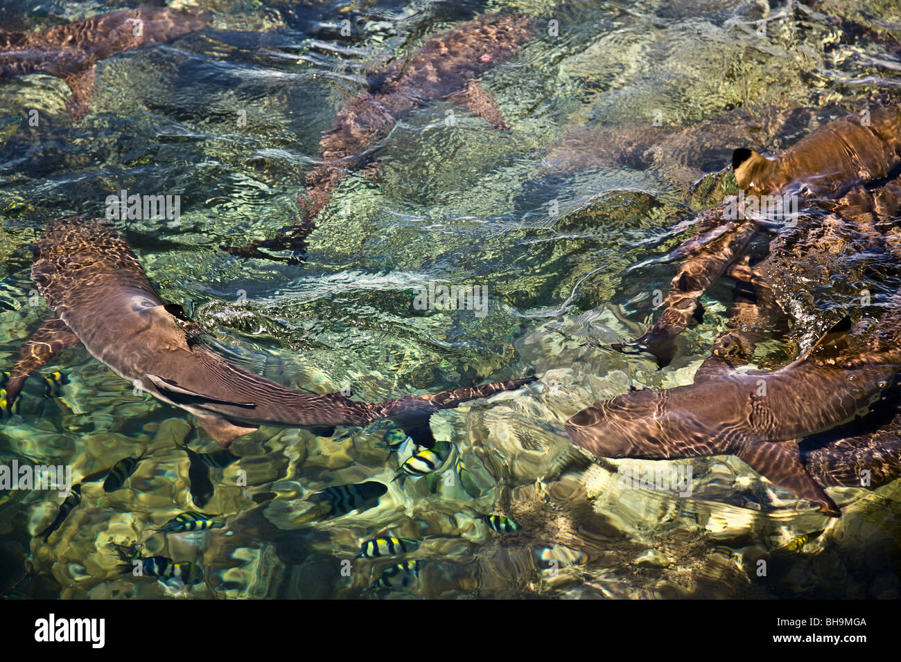 Black tip and grey reef sharks Uepi Island Resort in Marovo Lagoon Uepi Island Solomon Islands Stock Photo
