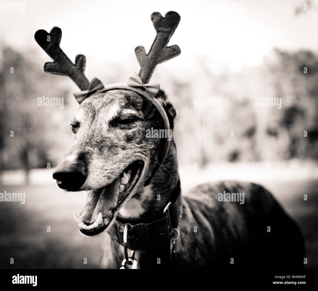 Greyhound sales reindeer hat