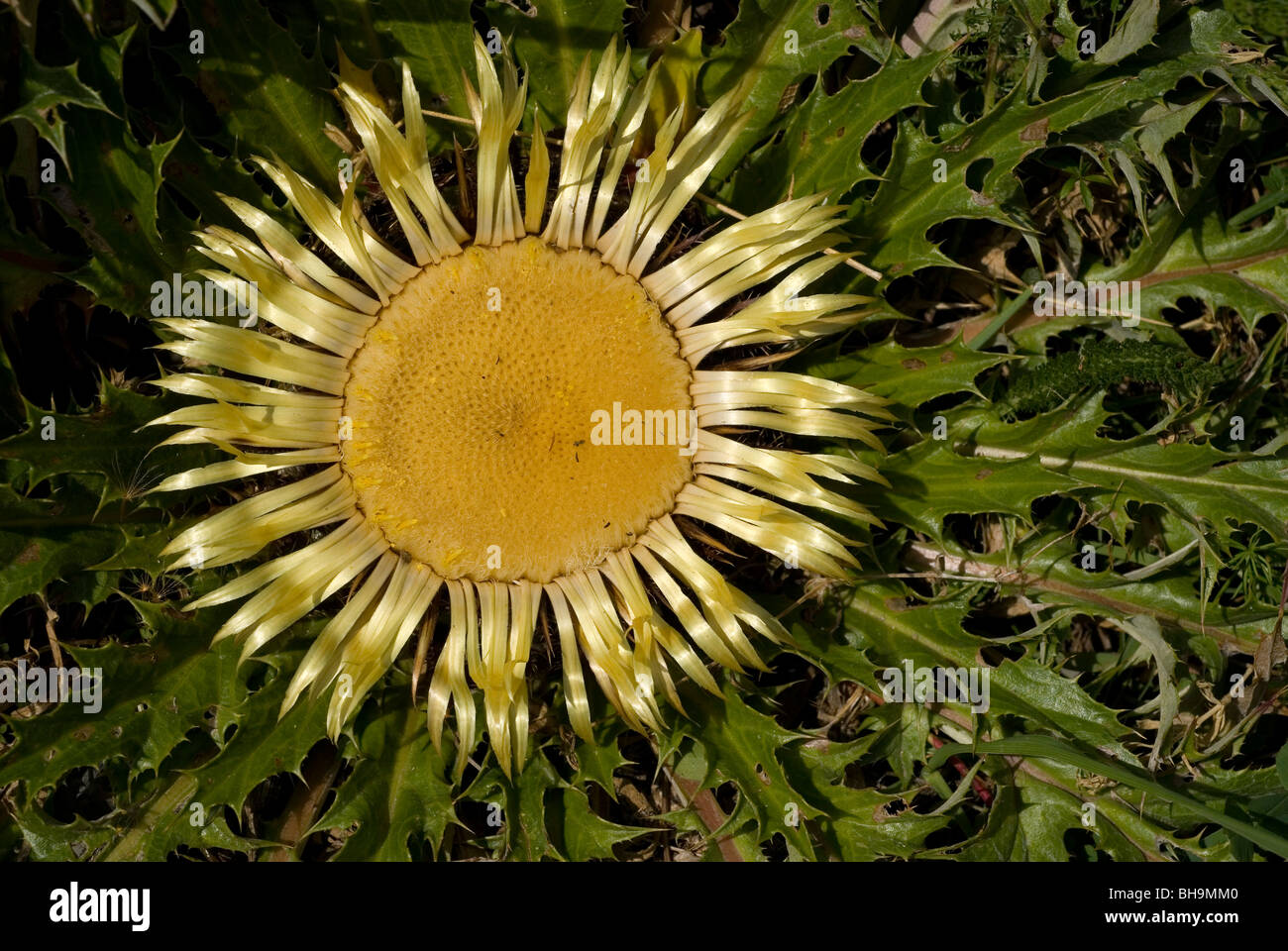 Carlina acanthifolia flower Stock Photo