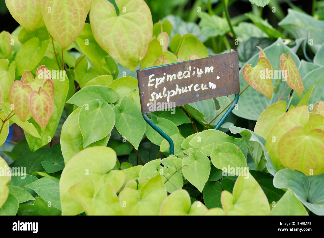 Barrenwort (Epimedium x versicolor 'Sulphureum') with plant label Stock Photo