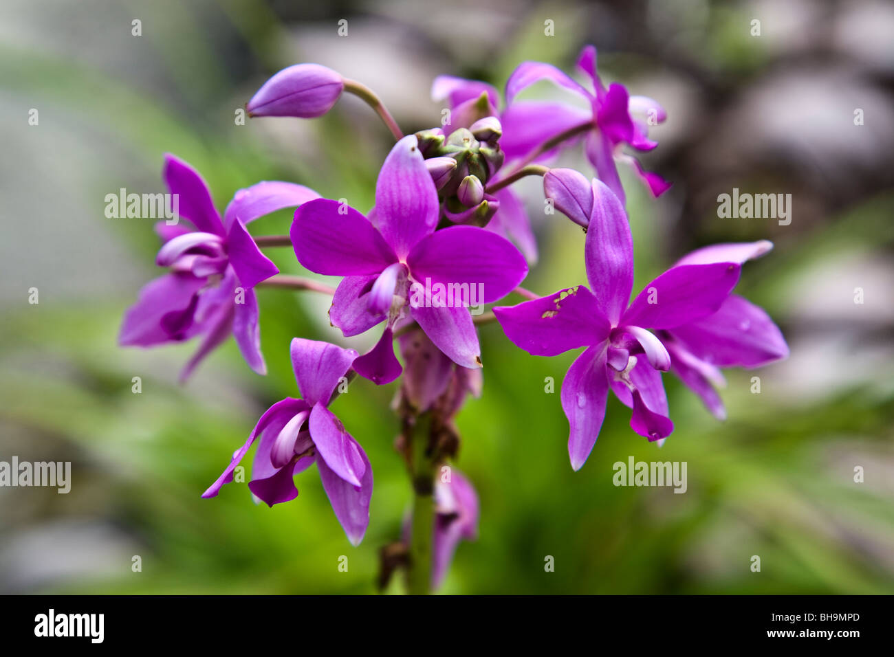 A variety of delicate orchids grace the grounds of Uepi Island Resort Marovo Lagoon Solomon Islands Stock Photo