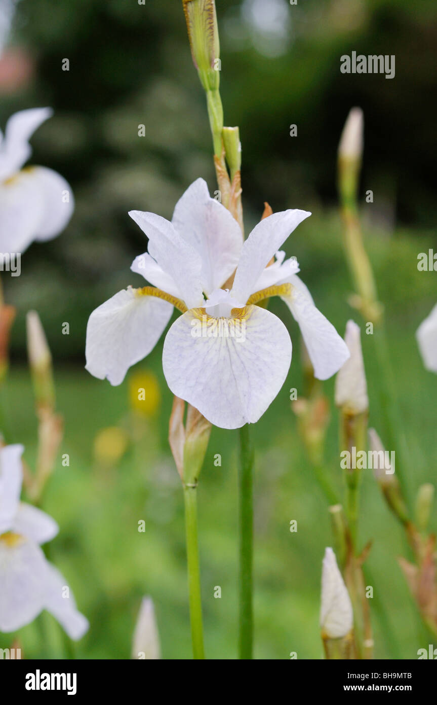 Siberian iris (Iris sibirica 'Hohe Warte') Stock Photo