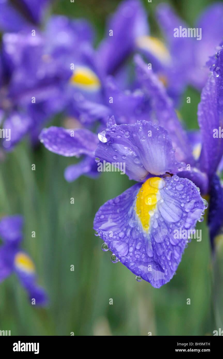 Iris (Iris) with rain drops Stock Photo