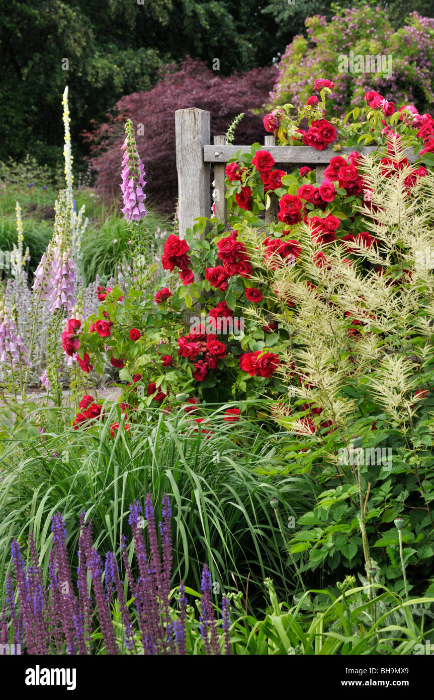 Climbing rose (Rosa Gruß an Heidelberg), goat's beard (Aruncus) and