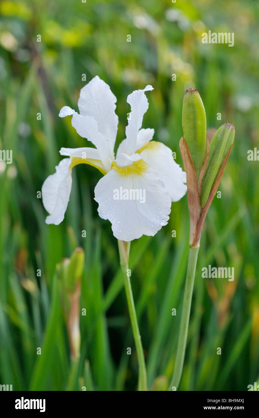 Siberian iris (Iris sibirica 'White Swirl') Stock Photo