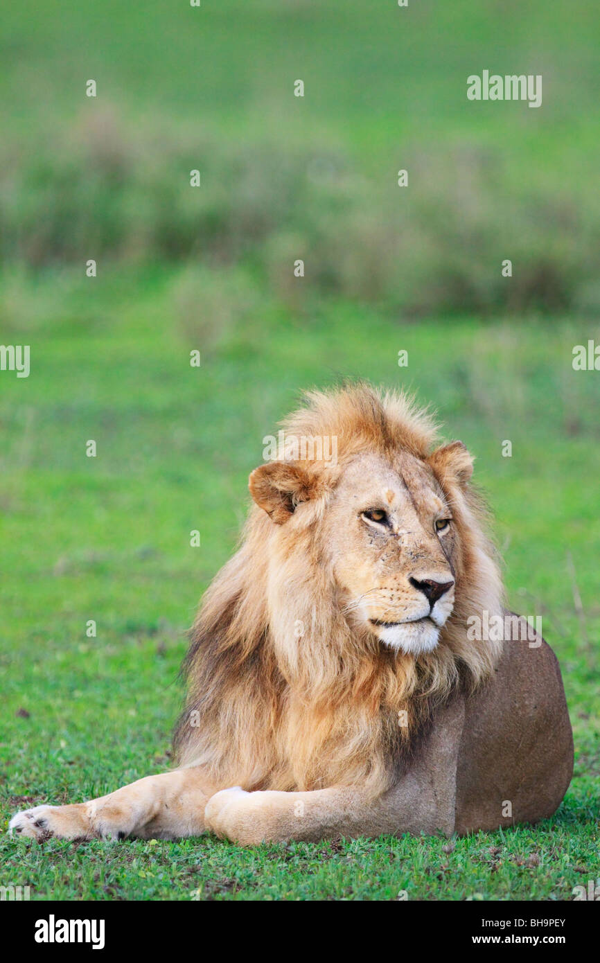Lion safari hi-res stock photography and images - Alamy