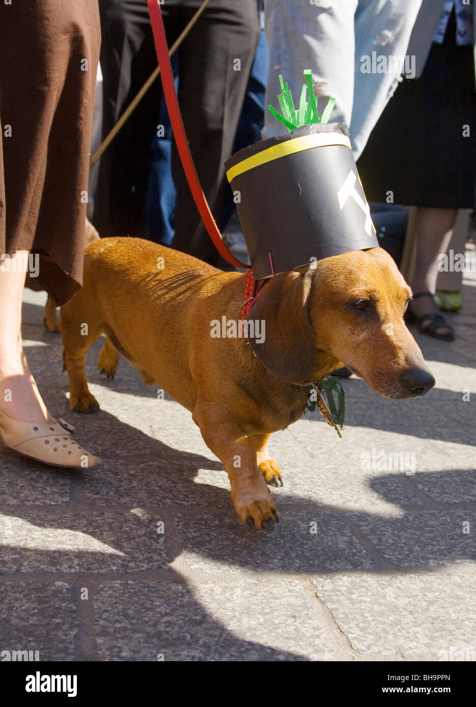 Poland dachshunds parade hires stock photography and images Alamy