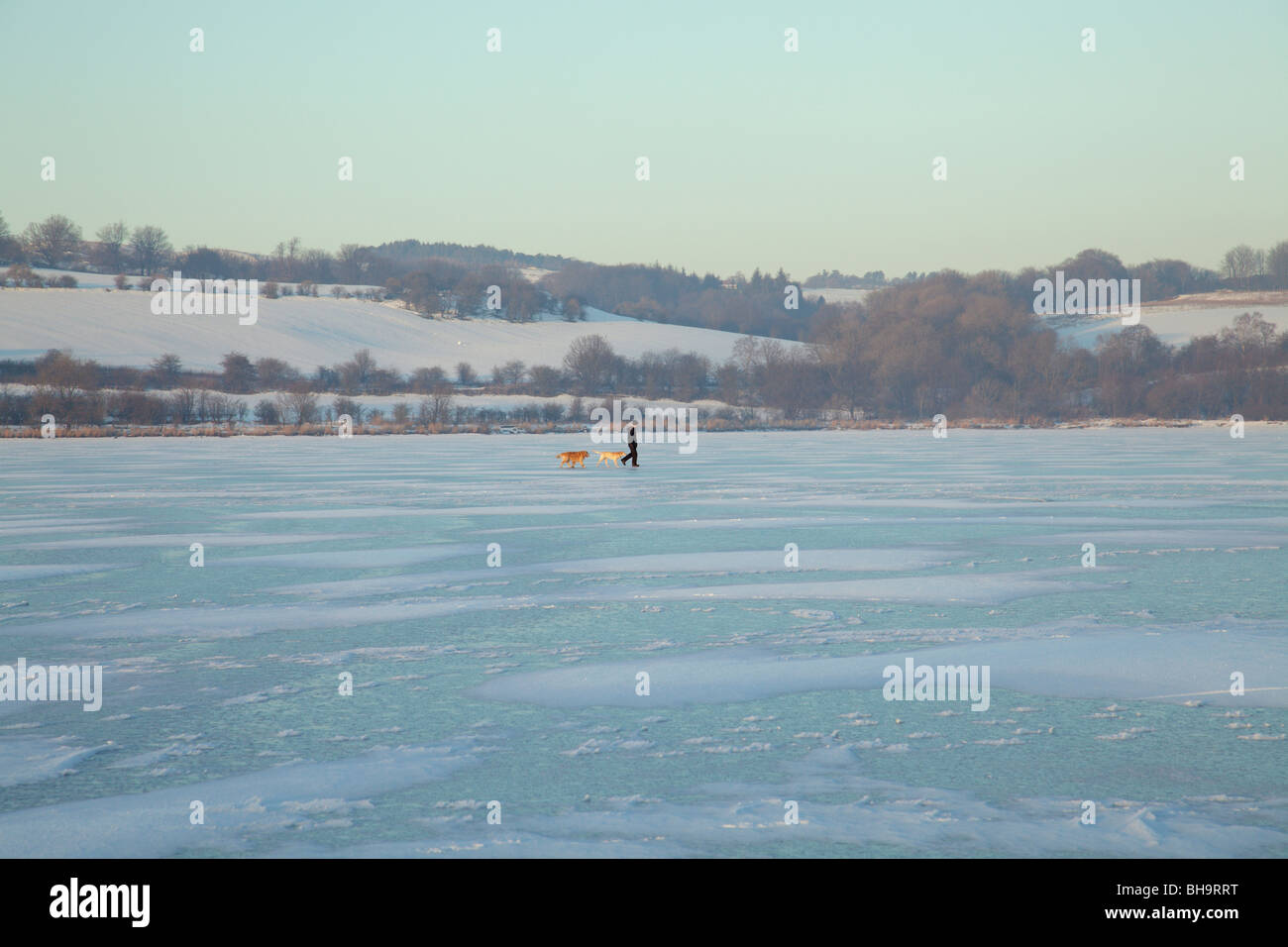 Man walking dogs on a frozen Castle Semple Loch in winter, Clyde Muirshiel Regional Park, Lochwinnoch, Renfrewshire, Scotland, UK Stock Photo