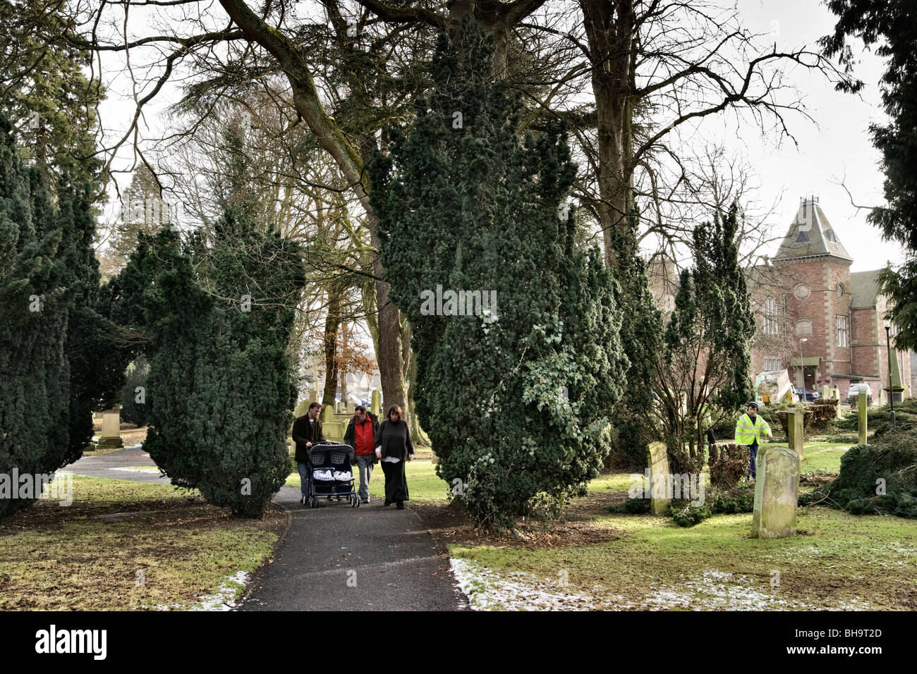 Yew tree bushes in a Scottish churchyard - traditionally planted in cemeteries in the UK Stock Photo