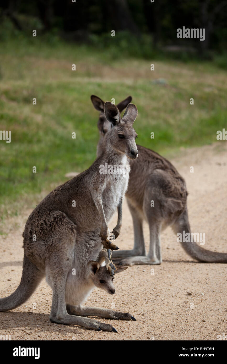 Eastern Grey Kangaroo with Joey in its pouch, at Tom Groggins, Mount Kosciuszko National Park Stock Photo