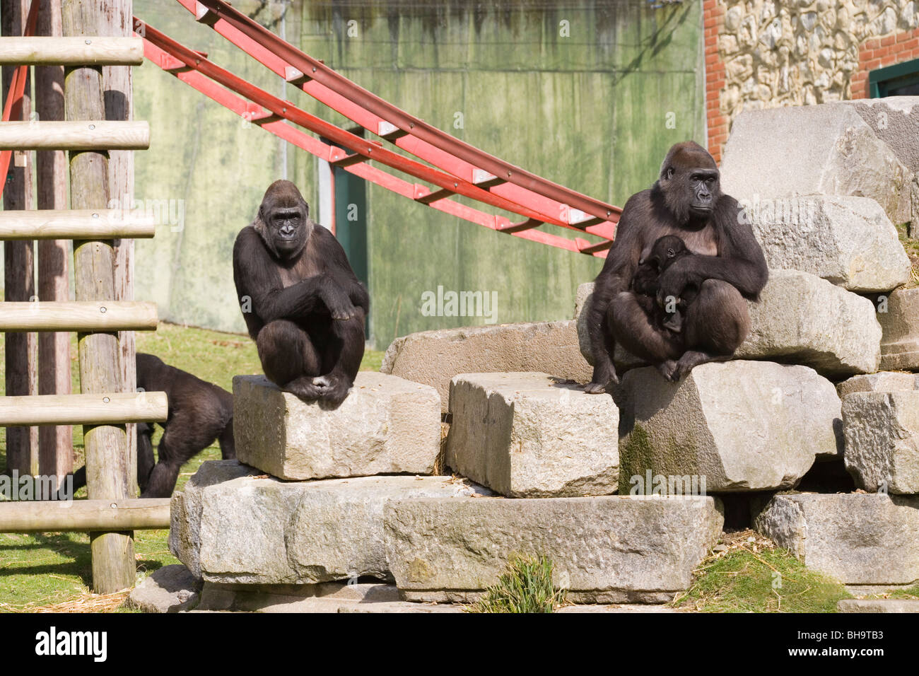 Western Gorillas (Gorilla gorilla). Zoo animals midst 'furniture' objects of 'environmental enrichment'. Stock Photo