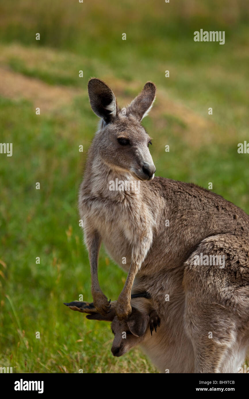 Eastern Grey Kangaroo with Joey in its pouch, at Tom Groggins, Mount Kosciuszko National Park Stock Photo