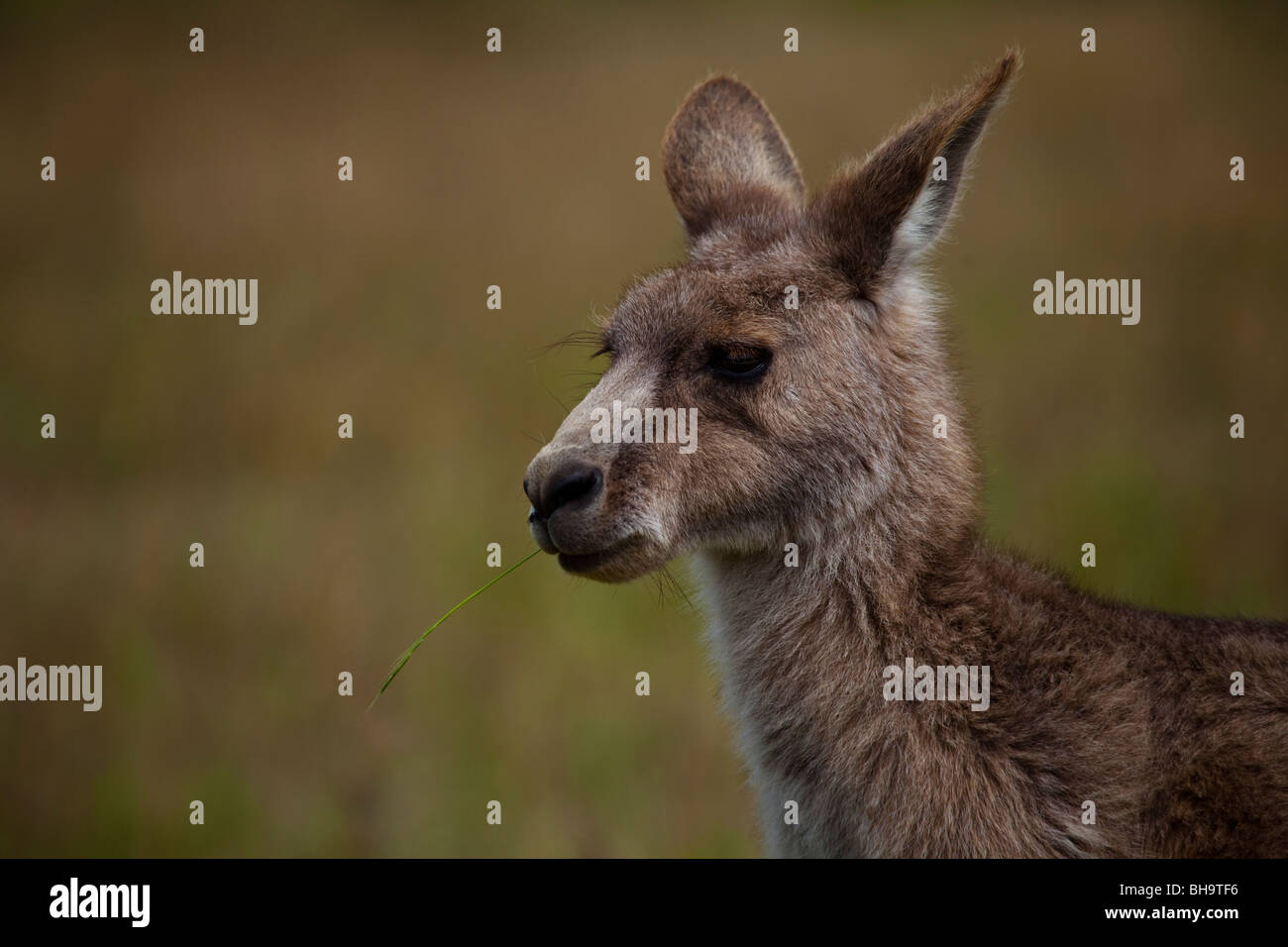 Eastern Grey Kangaroo eating a piece of grass, at Tom Groggins, Mount