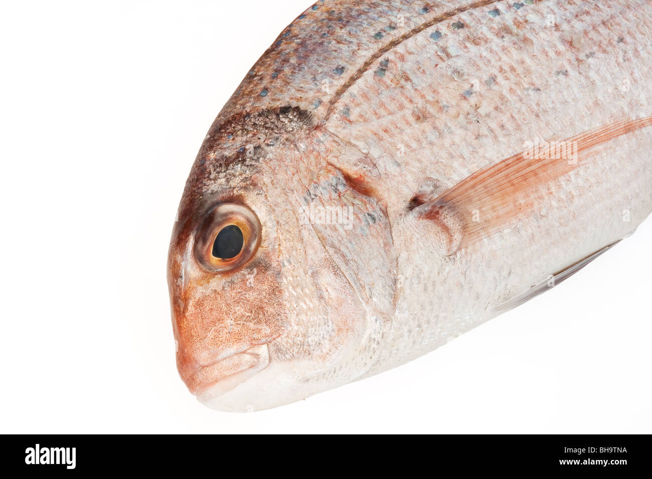 detail of pink sea bream called pagellus isolated on white background with clipping path Stock Photo