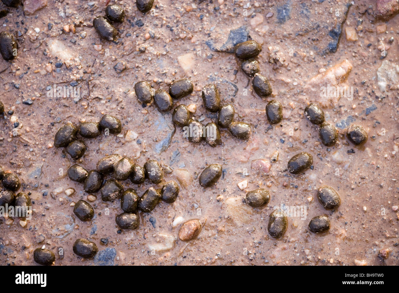'Wild' or Feral Goats (Capra hircus). Droppings. Defecation. Islay