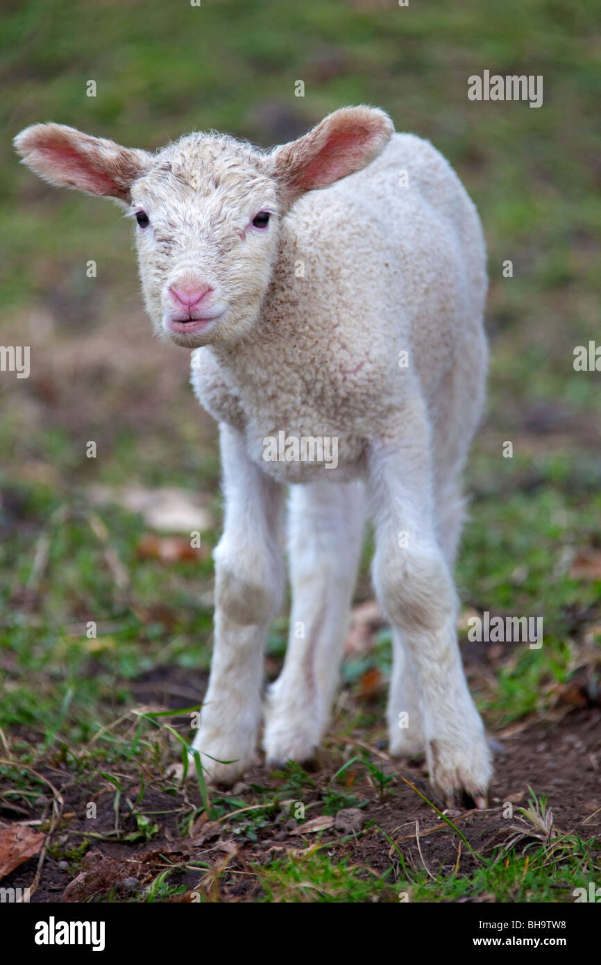Domestic sheep (Ovis aries) lamb portrait Stock Photo