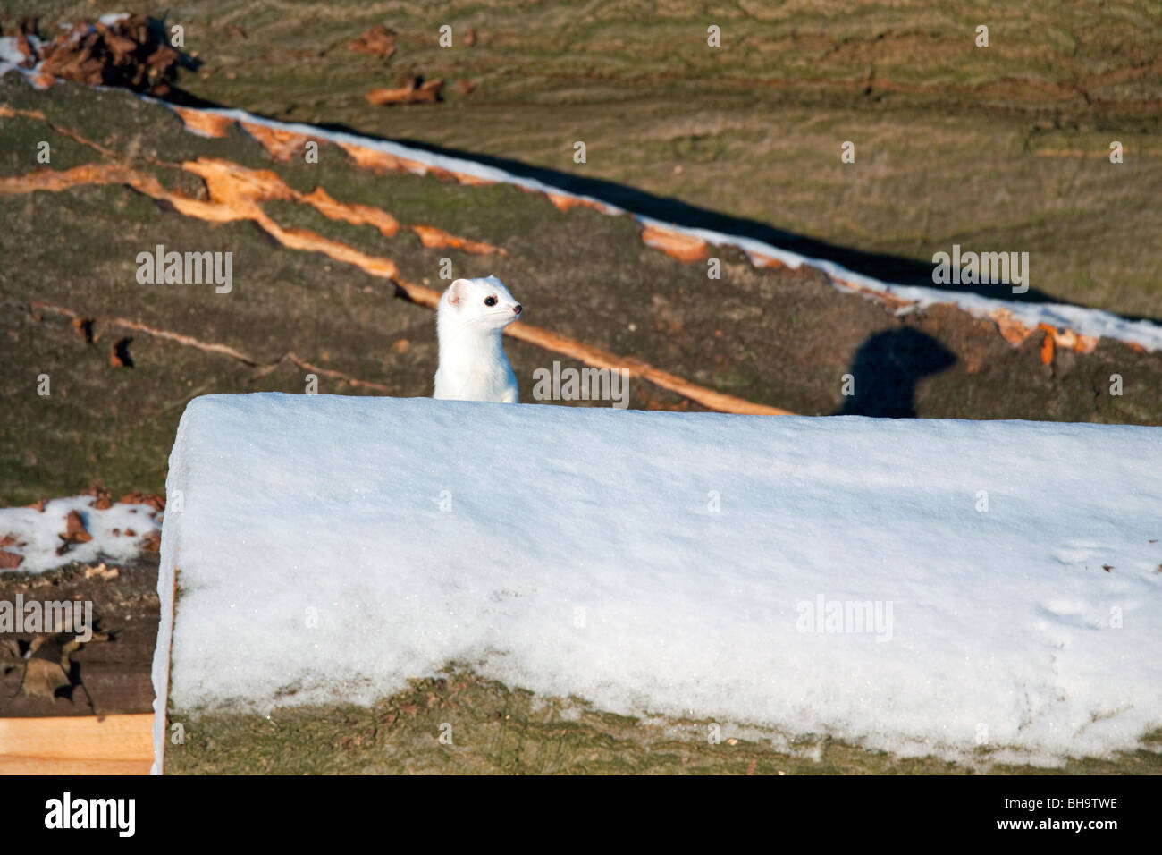 Stoat / Ermine (Mustela erminea) in winter coat hiding behind tree trunks in the snow in winter Stock Photo