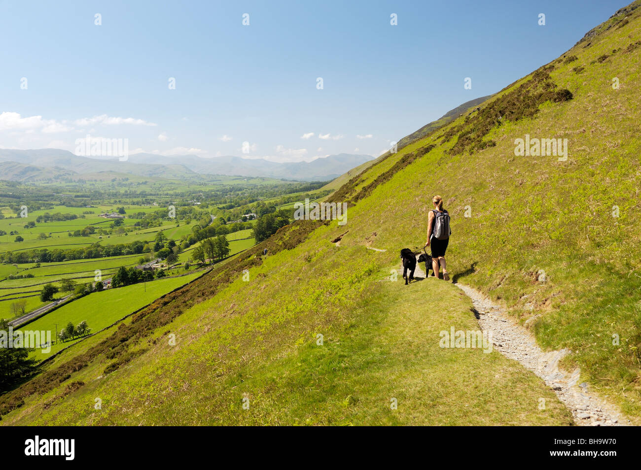 Young woman walks dogs on lead on Scales Fell flank of Blencathra. Lake District National Park, Cumbria, England. Looking SW. Stock Photo