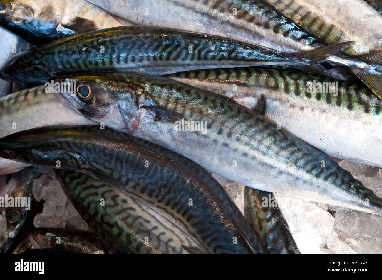 Mackerel on ice, displayed at a market Stock Photo Alamy