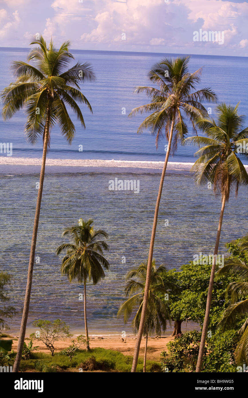 South Pacific palm trees with view of ocean and horizon Stock Photo