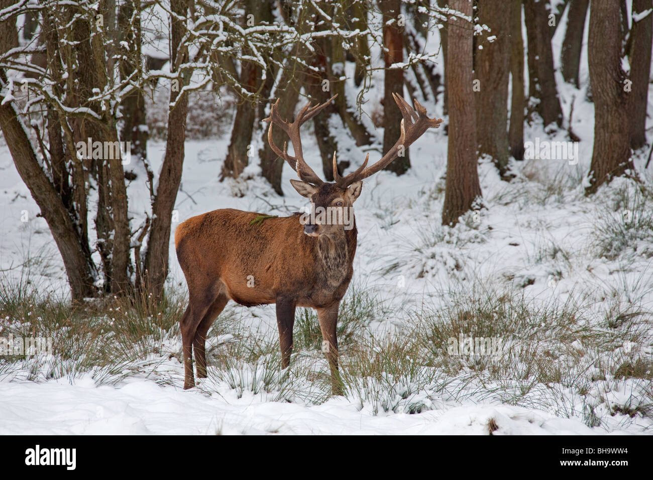 Red deer (Cervus elaphus) stag in the snow in winter, Germany Stock Photo