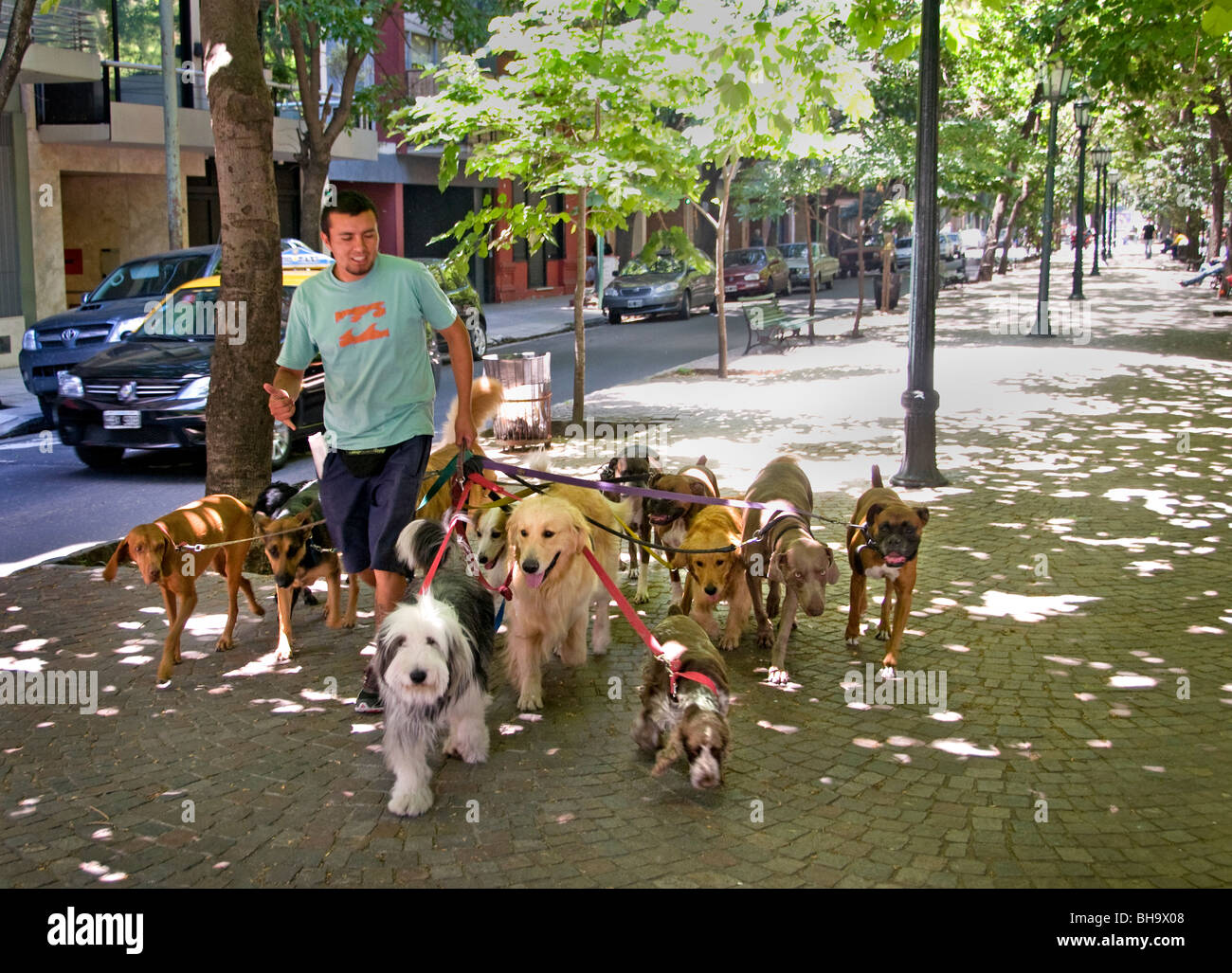 Buenos Aires Argentina Dog Sitter Professional walker dogs Man Stock Photo