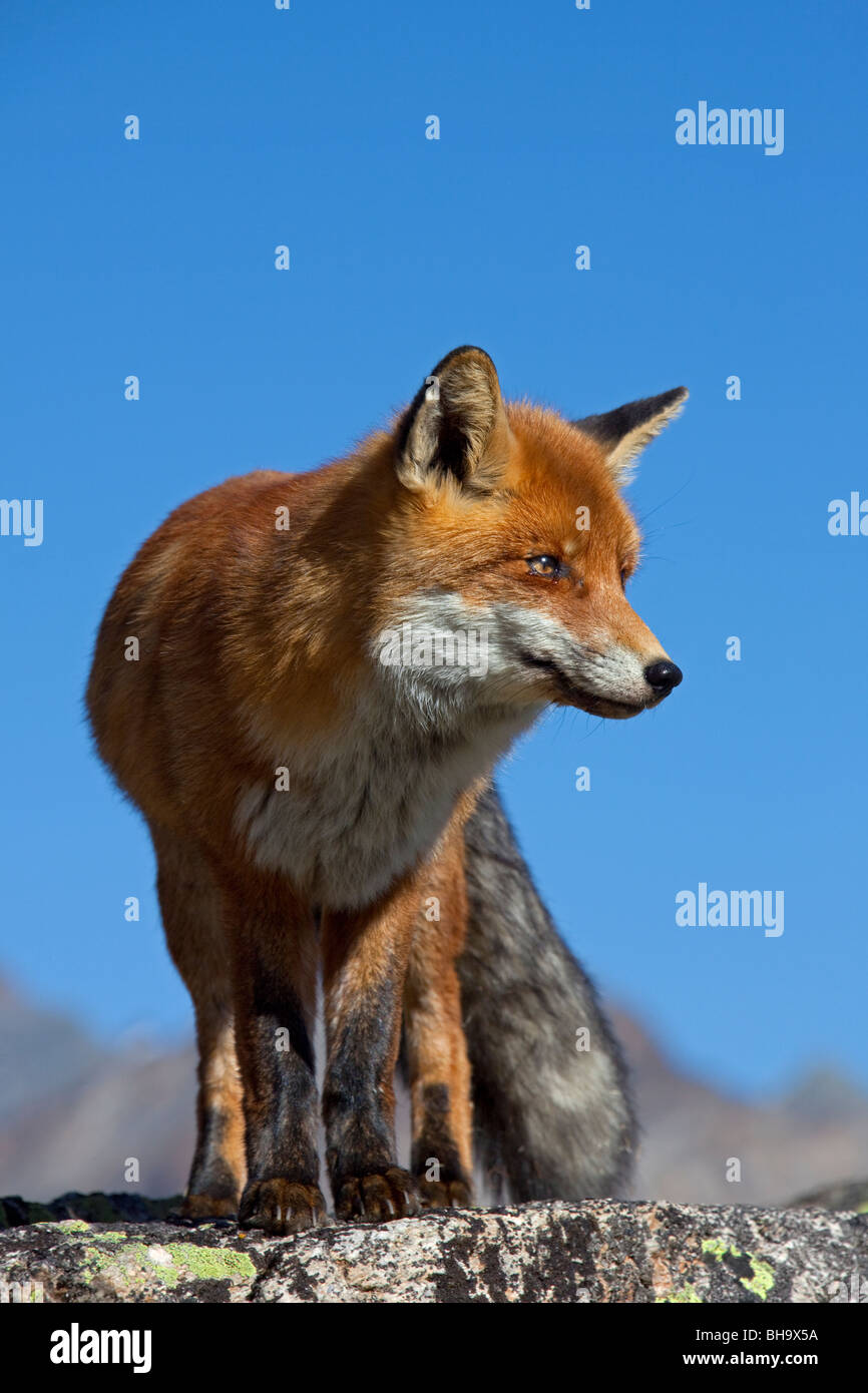 Red fox (Vulpes vulpes) in the mountains of the Alps Stock Photo - Alamy