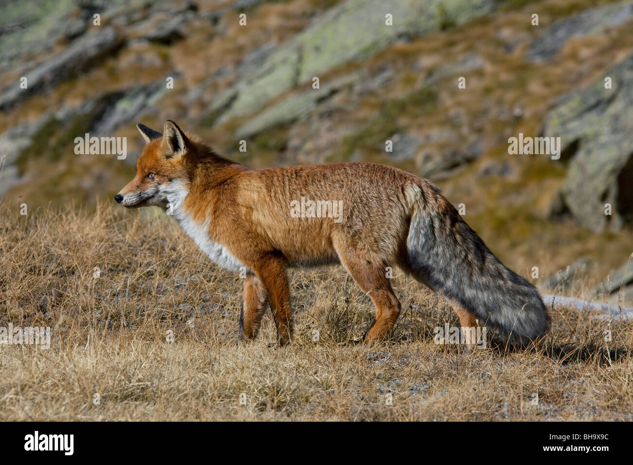 Red fox (Vulpes vulpes) in the mountains of the Alps Stock Photo - Alamy