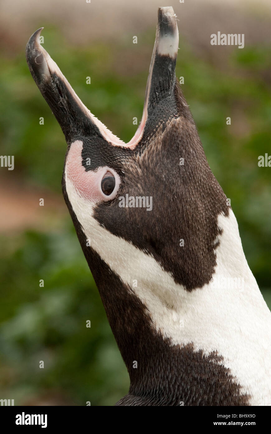 Close up of an African penguin calling, Stock Photo