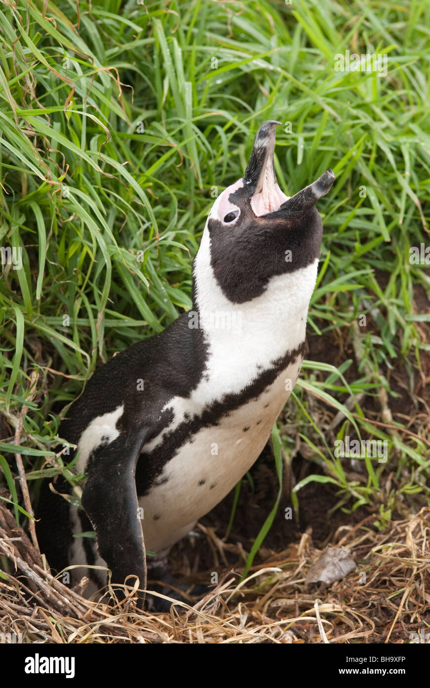 A nesting African penguin calling. Stock Photo