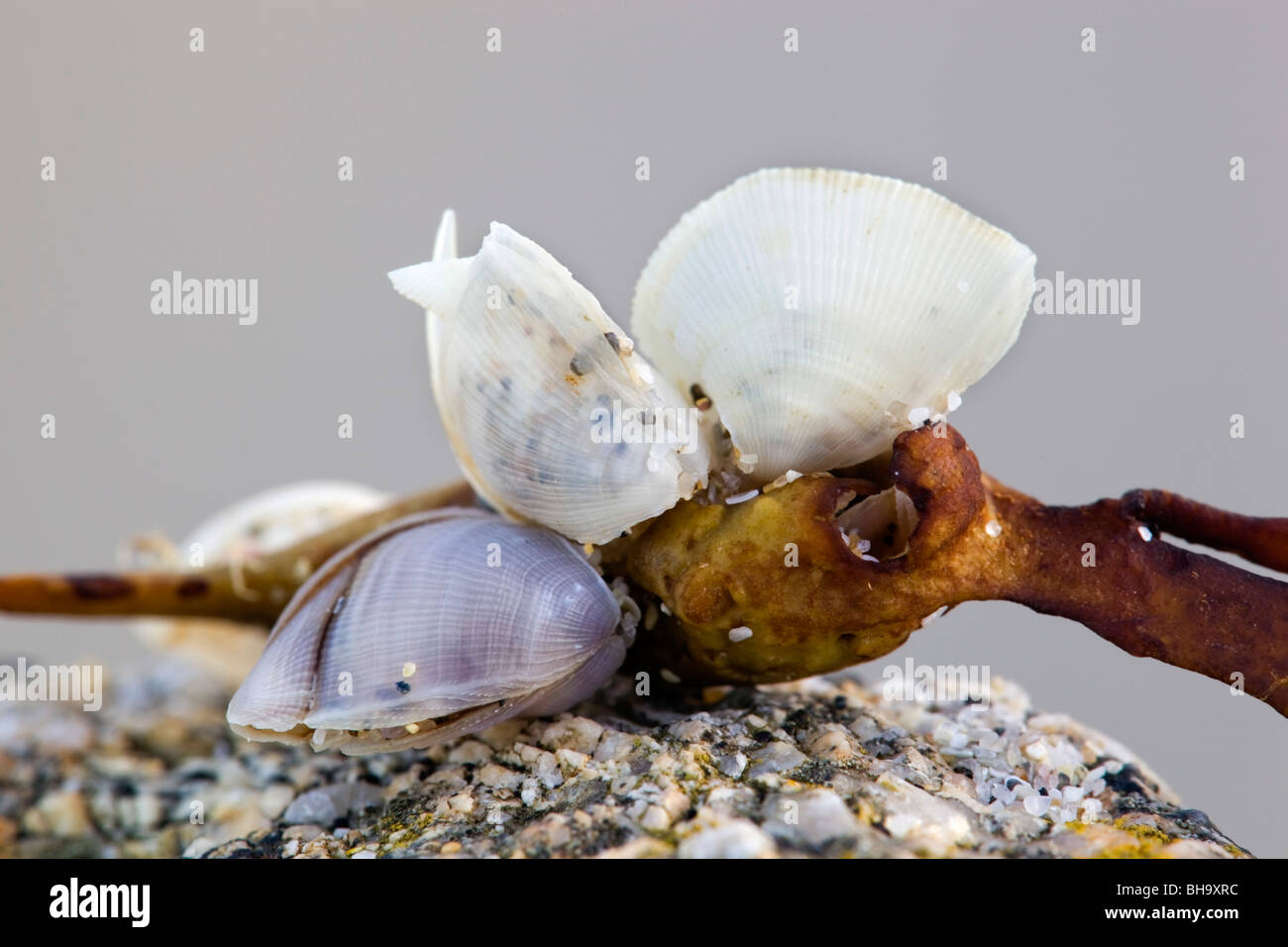 Buoy Barnacle; Dosima fascularis; attached to seaweed; stranded on a beach in Cornwall Stock Photo