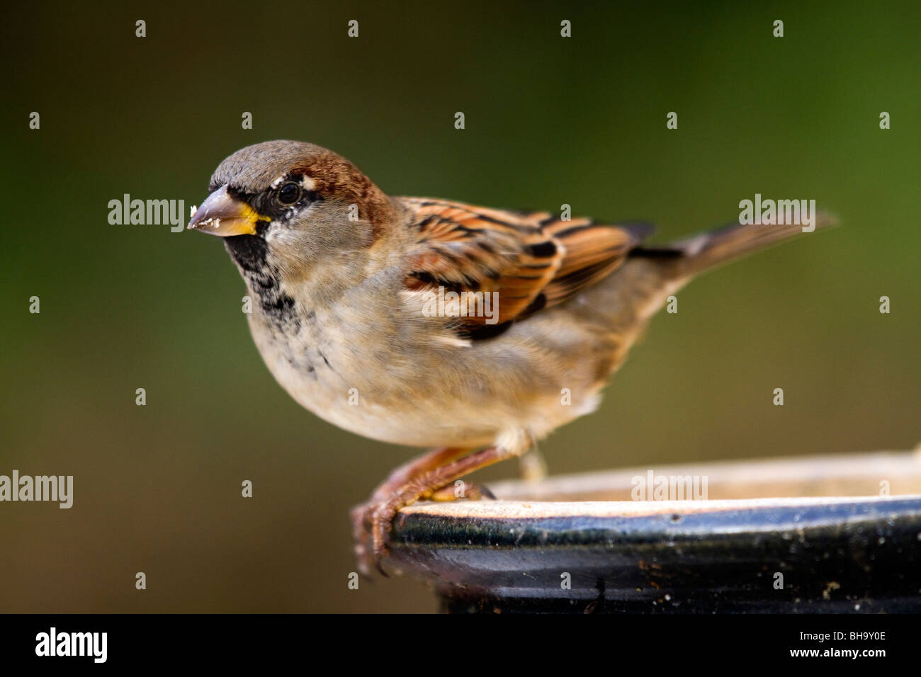 House Sparrow; Passer domesticus; male; on plant pot Stock Photo
