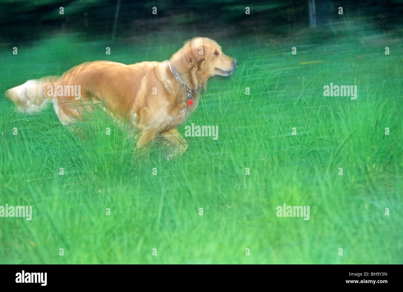 golden retriever running through high grass Stock Photo - Alamy