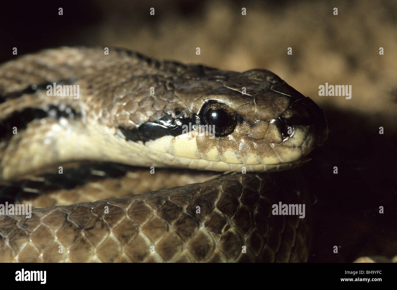 Four lined Snake (Cervone), Elaphe quatuorlineata, Colubridae, Italy Europe Stock Photo