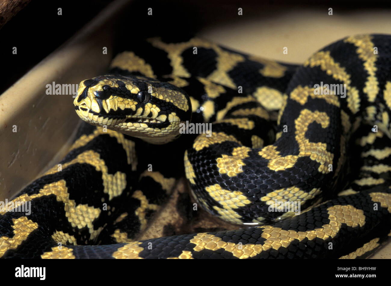 Rough-scaled python Morelia carinata, Australia snakes snake reptiles ...