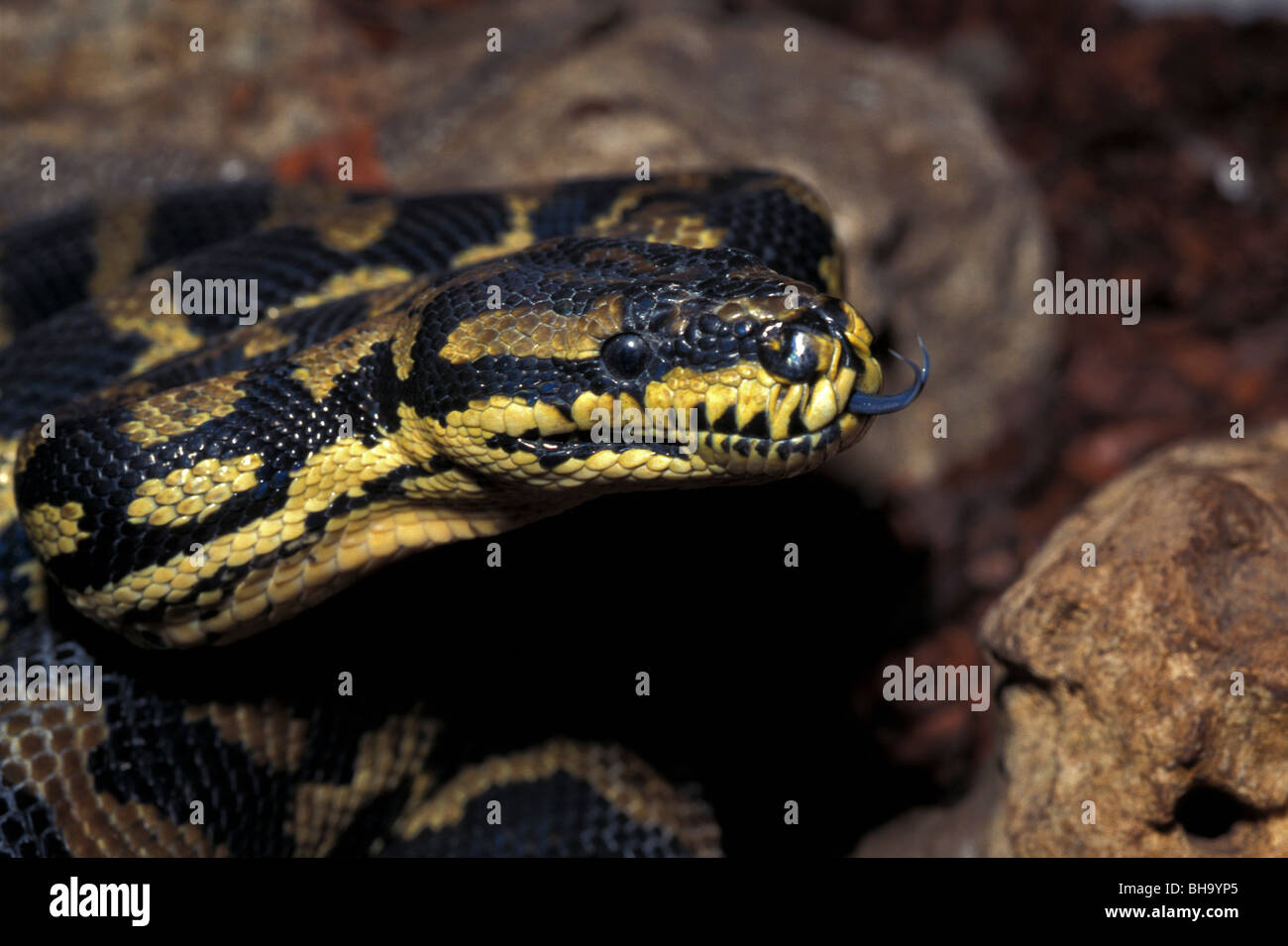 Rough scaled python australia hi-res stock photography and images - Alamy