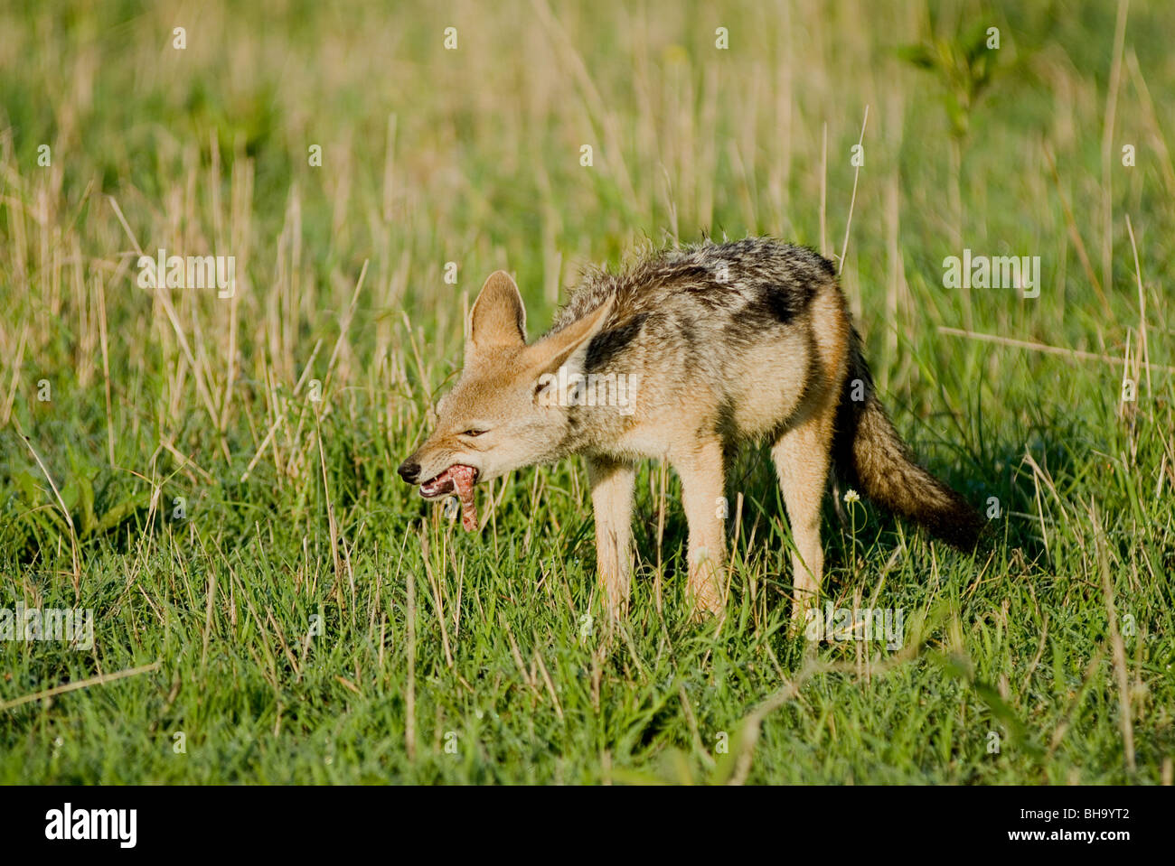Blackbacked Jackal eating (Canis mesomelas) In Masai Mara Kenya Stock