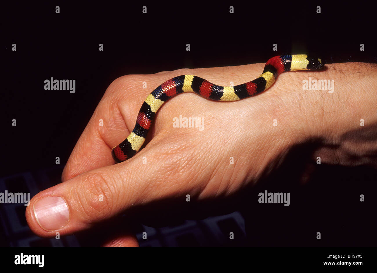 Pueblan milk snake  Lampropeltis triangulum campbelli, Colubridae, Center America Stock Photo