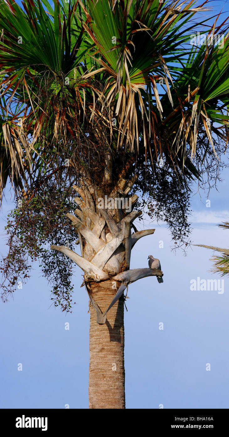 Dove sitting in a palm tree Stock Photo Alamy